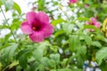 Pink Allamanda Flowers in green garden Royalty Free Stock Photo