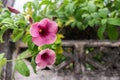 Pink Allamanda Flowers with old wall concrete Royalty Free Stock Photo