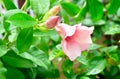 Pink Allamanda Flowers on The Tree Branches