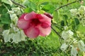 Pink Allamanda and White Bugenvil