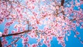 Beautiful background with branches of pink blooming almond trees with pink flowers against the sun in Madrid, Spain.