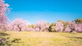 Pink alleys of blooming with flowers almond trees in a park in Madrid, Spain spring