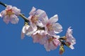 Pink almond blossom