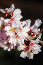 Pink almond blossom branch