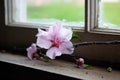 A pink almond blossom on an old windowsill Royalty Free Stock Photo