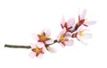 Pink almond blossoms isolated on white Royalty Free Stock Photo