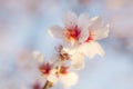 Pink almond blossoms