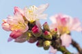 Pink almond blossoms