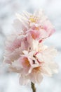 Pink almond blossoms