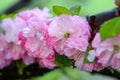 Pink almond flower blossoms in the spring Royalty Free Stock Photo