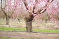 pink almond flower Royalty Free Stock Photo