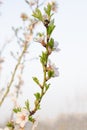 Pink almond flowers bloomed in the orchard. Vertical spring photo