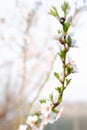 Pink almond flowers bloomed in the orchard. Vertical spring photo