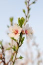 Pink almond flowers bloomed in the orchard. Vertical spring photo