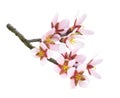 Isolated pink almond flowers on a branch