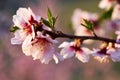 Pink almond tree blossoms in spring Royalty Free Stock Photo