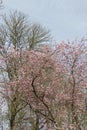 Pink almond tree blossoms Royalty Free Stock Photo