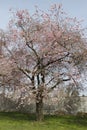 Pink almond tree blossoms Royalty Free Stock Photo