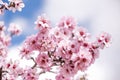 Pink Almond Tree Petals Blooming in Early Spring in Orchard Royalty Free Stock Photo