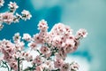 Pink Almond Tree Petals Blooming in Early Spring in Orchard Royalty Free Stock Photo