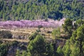 Pink Almond trees in bloom among pine trees in Sierra de Mariola, Alicante