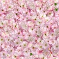 Pink almonds seamless pattern