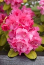 A pink Alpen Rose a species of Rhododendron