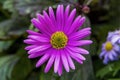 Pink Alpine Aster Blooming Macro Royalty Free Stock Photo