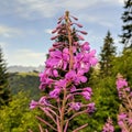 Pink alpine flower