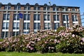 Pink alpine roses bloom in the city park Royalty Free Stock Photo