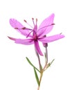 Pink Alpine willowherb flower Royalty Free Stock Photo