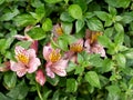 Pink Alstoemeria flowers, overgrown and naturalized.