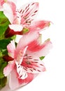 Pink Alstroemeria Royalty Free Stock Photo