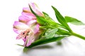 Pink Alstroemeria flower inflorescence close-up on white background Royalty Free Stock Photo