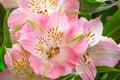 Pink Alstroemeria flowers by close up.Peruvian lily.Decoration concept Royalty Free Stock Photo