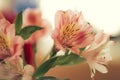 Pink alstromeria closeup Royalty Free Stock Photo