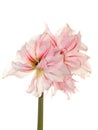 Pink amaryllis