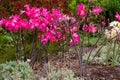 Pink Amaryllis Belladonna blooming. Also called Jersey Lily or Naked Lady Lily or March Lily Royalty Free Stock Photo