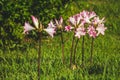 Pink amaryllis belladonna flowers on a field at the northern coast of Sao Miguel Island, Azores, Portugal