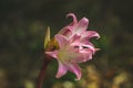 Pink amaryllis belladonna flowers on a field at the northern coast of Sao Miguel Island, Azores, Portugal