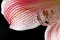 Pink amaryllis in detail