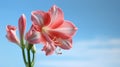 Pink Amaryllis flower against a blue sky. Generative AI