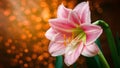 Pink amaryllis flower with orange bokeh background and water drops Royalty Free Stock Photo