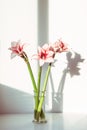 Pink Amaryllis flowers in glass vase