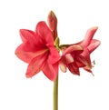 Pink Amaryllis Hippeastrum