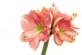 Pink Amaryllis Novella on white