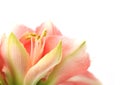 Pink Amaryllis Novella on white Royalty Free Stock Photo