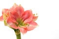 Pink Amaryllis Novella on white Royalty Free Stock Photo