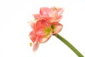 Pink Amaryllis Novella on white