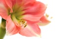Pink Amaryllis Novella on white Royalty Free Stock Photo